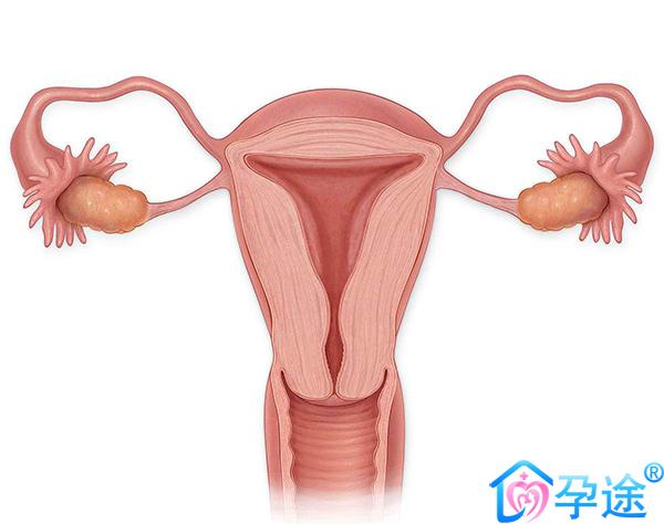 子宫内膜在移植的时候达到多少才是标准的