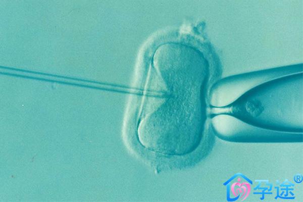人体免疫对胚胎发育是否有一定影响